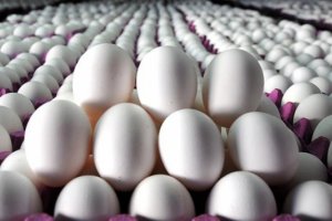 Tavuk ve yumurta ihracatı 1 milyar dolara yaklaştı