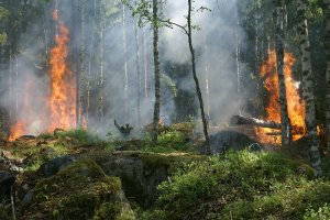 Saksonya Harz Dağları'nda orman yangını nedeniyle acil durum ilan edildi