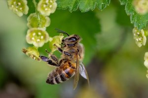 İklim değişikliği nedeniyle kışlamadan erken uyanan arıların hayatta kalma şansı azalıyor